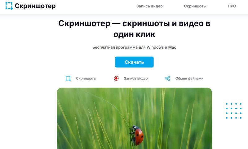 божья коровка